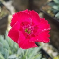 Fire Star Dianthus компактен повеќегодишен со прав -сино зеленило и црвени цвеќиња - ЦЕЛО СОНЦЕВЕН ОДГОВОРНА РАБОТА