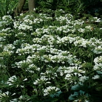 Секогаш бела Агапант „Лили од Нил“ цветни повеќегодишни со бели цути - дел од сонцето во живо на отворено - колекција на растенија